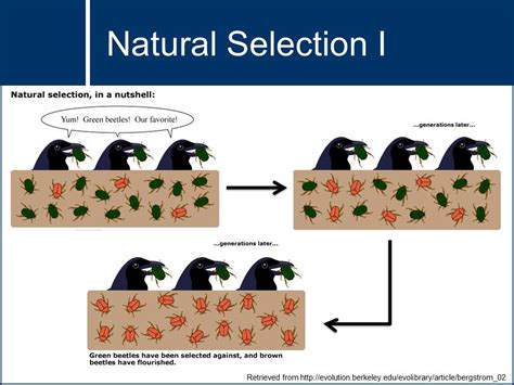evolution natural selection confidence systematics Epub